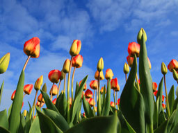 Colourful Tulips