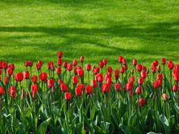 Red Tulips