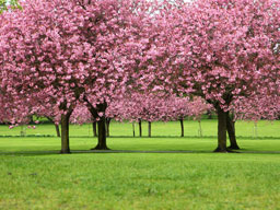 Sakura Trees