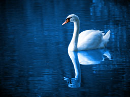 Swan on Lake