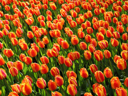 Tulips